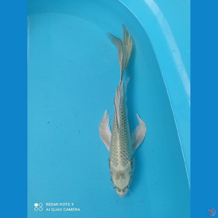 kumpay mukasi 36cm