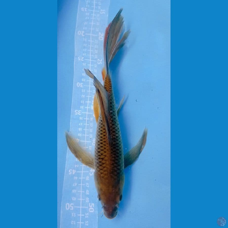 kumpay midorigoi 35CM