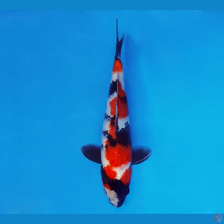 FUJIYAMA 1 ~ Showa Evolution 28 cm/male™,-
