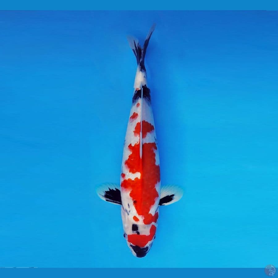 FUJIYAMA 6 ~ Showa Evolution 35 cm/male™,-