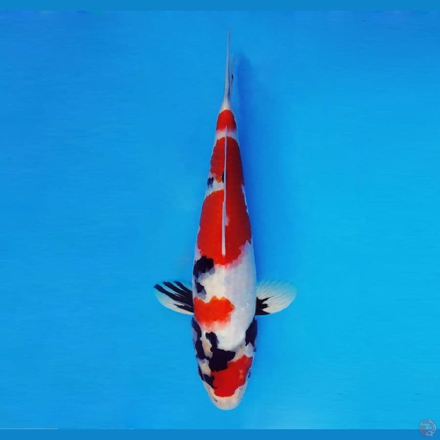 FUJIYAMA 12 ~ Showa Evolution 29 cm/male™,-