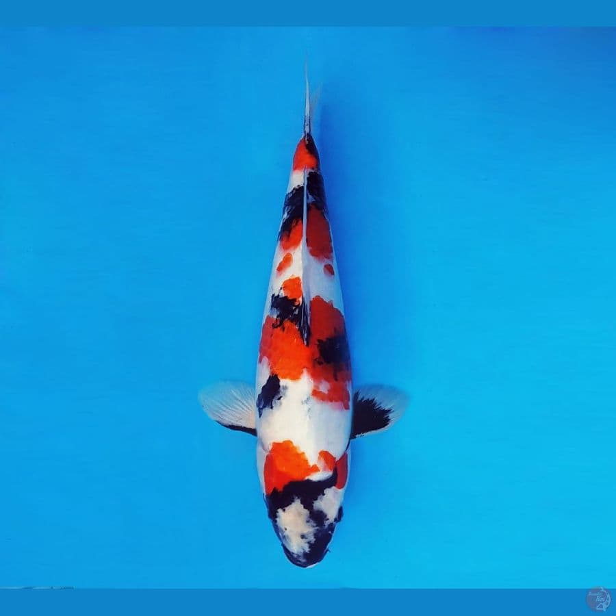 FUJIYAMA 13 ~ Showa Evolution 39 cm/fm™ -