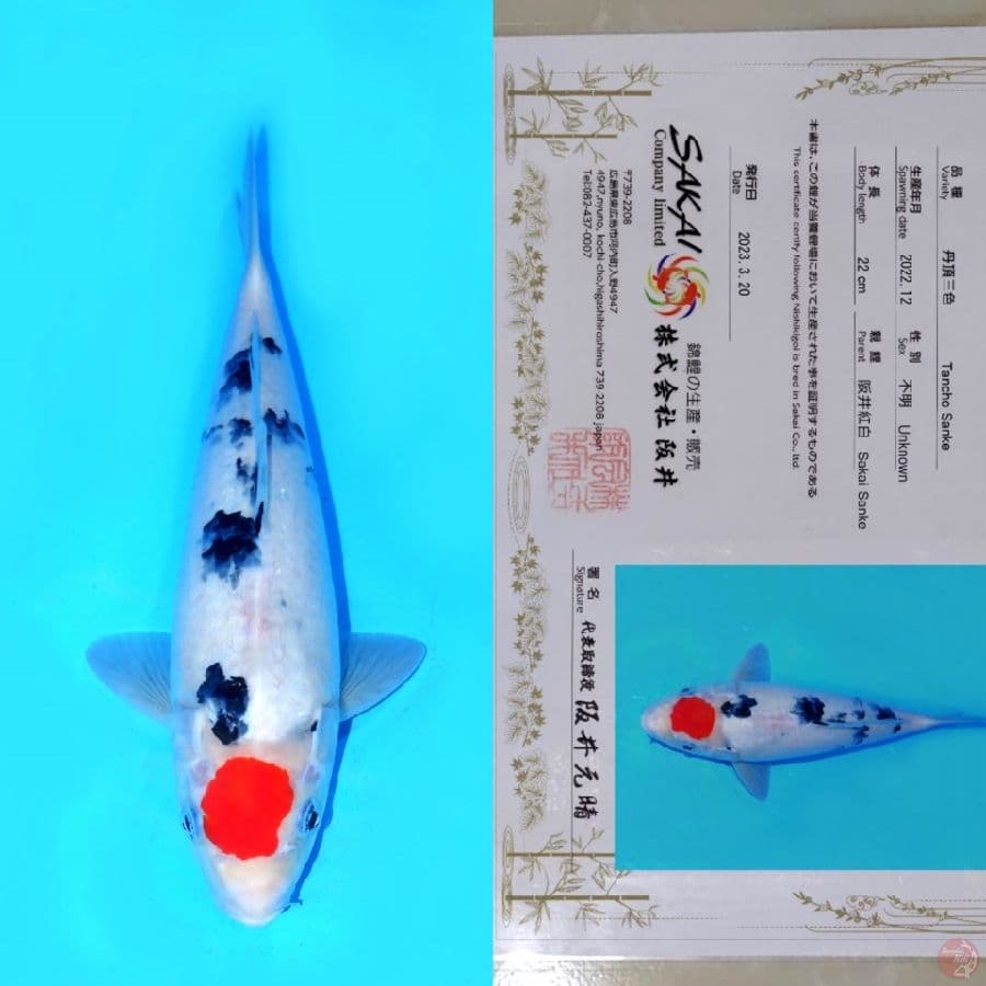 SAKAI TC SANKE HQ 30CM