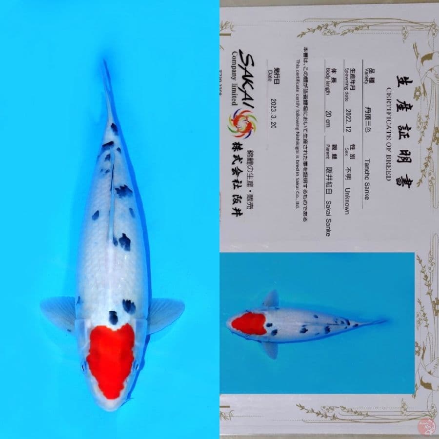SAKAI TC SANKE HQ 33CM