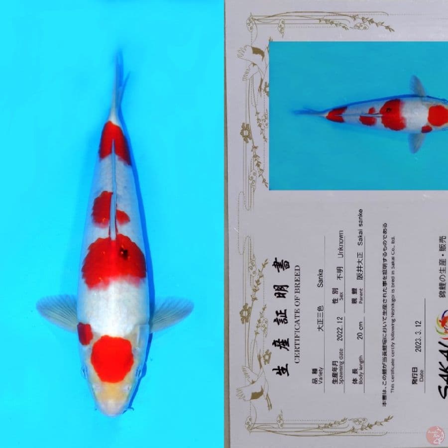 SAKAI MARUTEN SANKE TATEGOI HQ 32CM