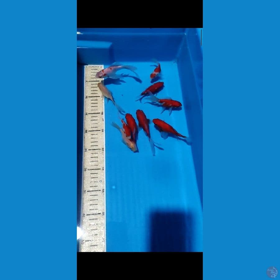 TAM 2- 10 EKOR PAKET TAMASABA SIZE 7-12CM