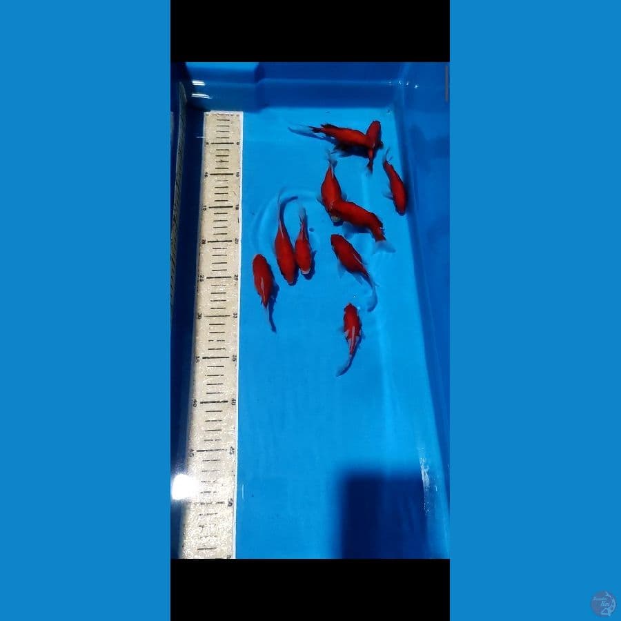 TAM 4 - 10EKOR TAMASABA SIZE 7-12CM