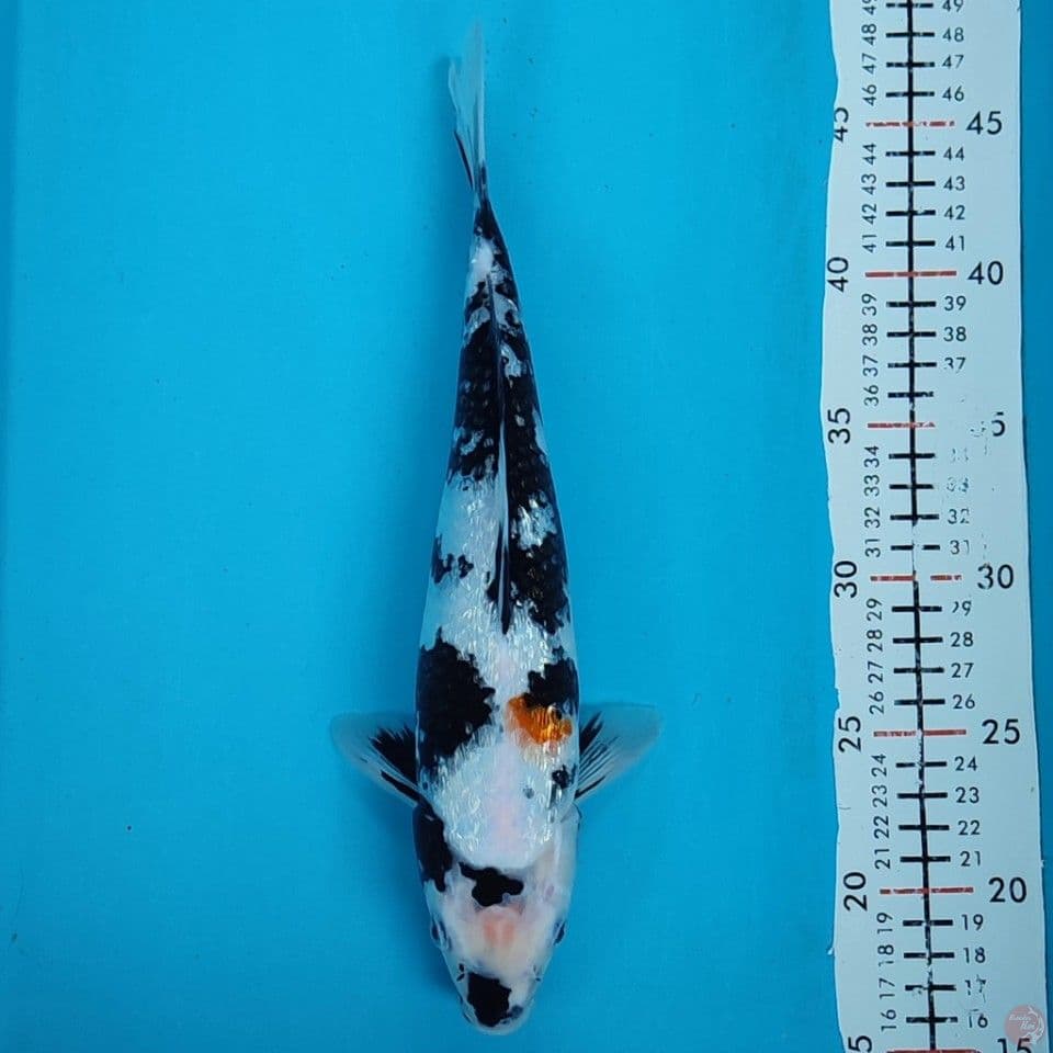 shiro ginrin 30cm/f