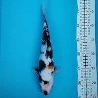 shiro ginrin 30cm/f