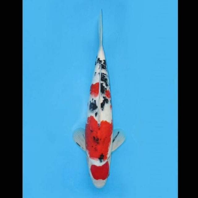 TMNK Jumbo Tosai - Red Maruten Sanke Good Body