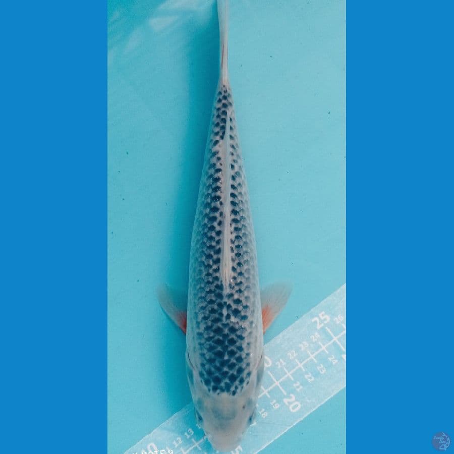 asagi 30cm