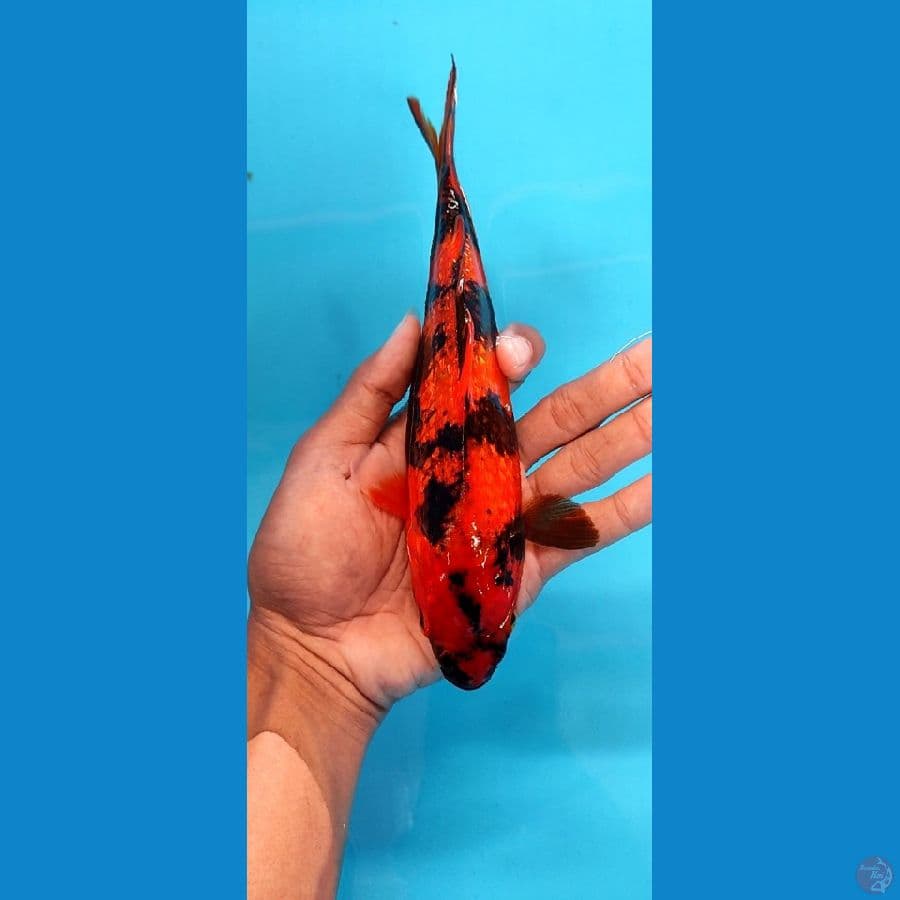 Hiutsuri gindrin 23 cm