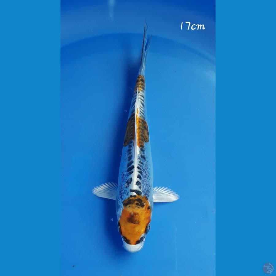 Koki 17cm