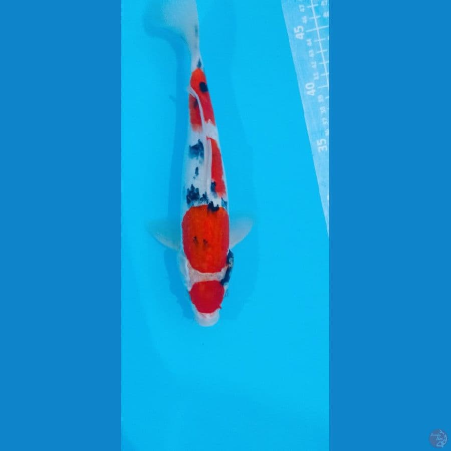 sanke 30CM