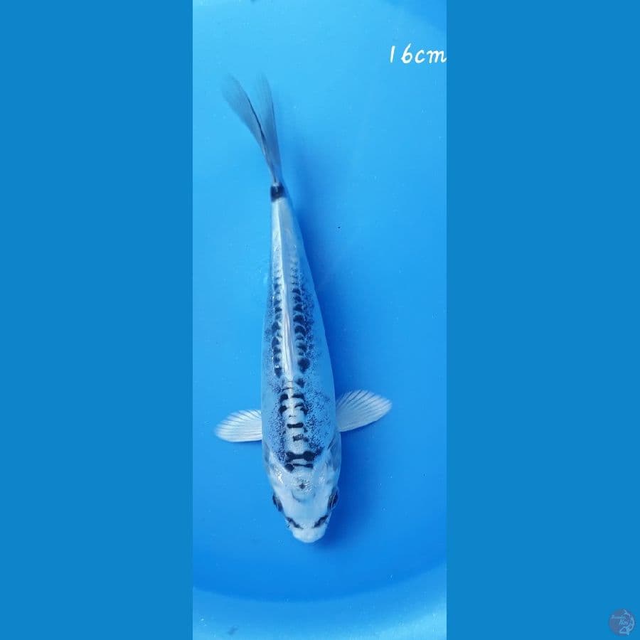 Kiko 16cm