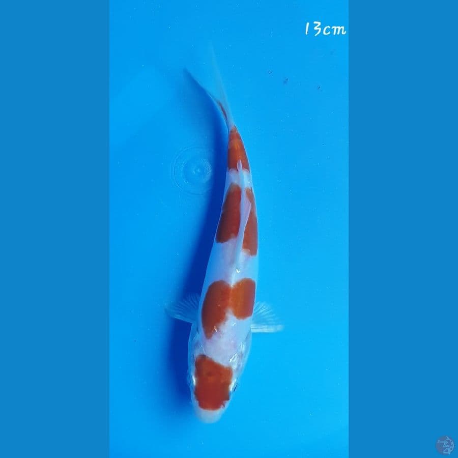 Kikushui 13cm