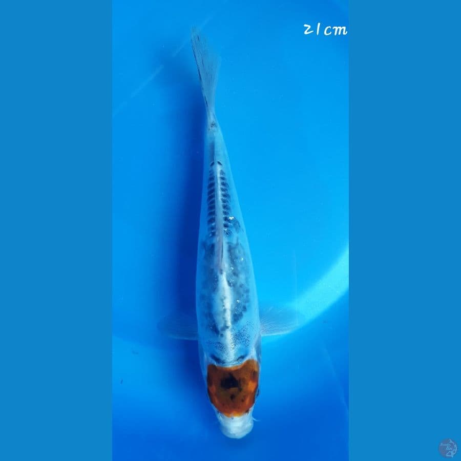 Kiko 21cm