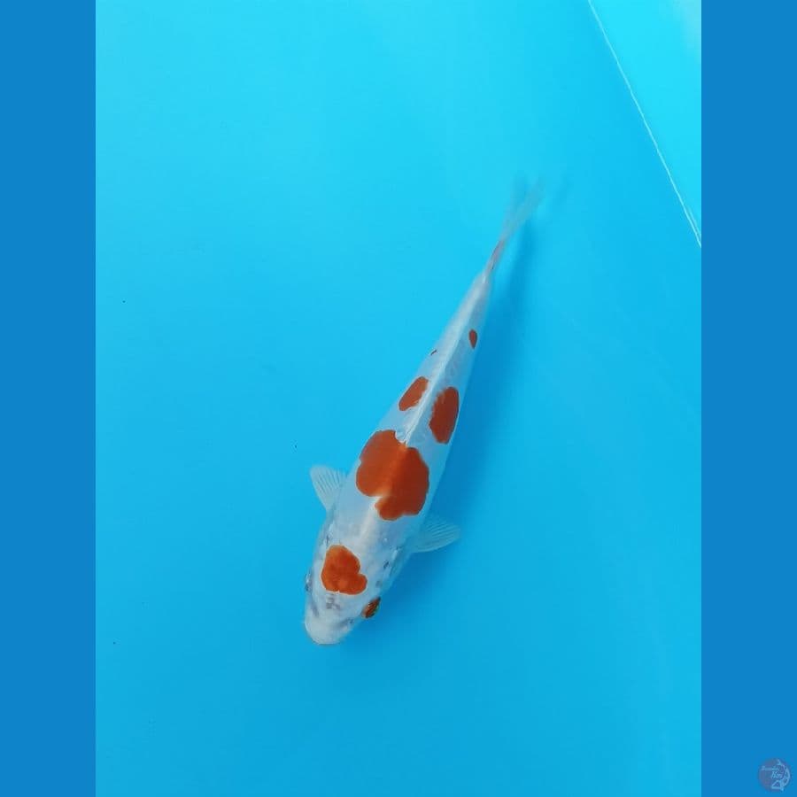 Kikishui 18cm