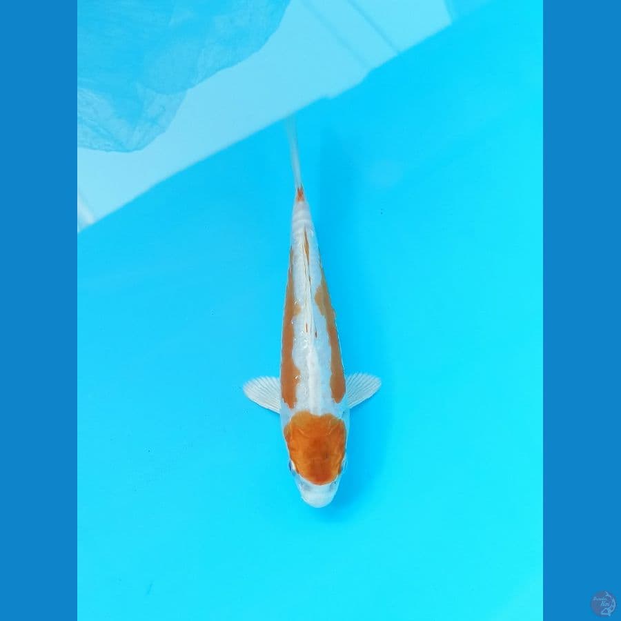 Kikushui pola samping 18cm