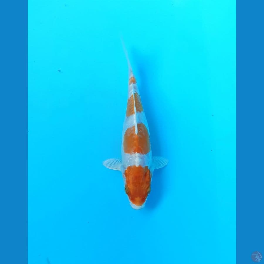 Kikushui 17cm