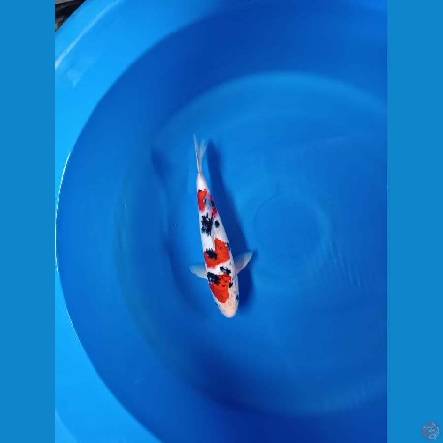 sanke male 33 cm