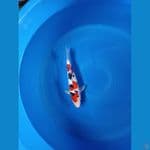 sanke male 33 cm 