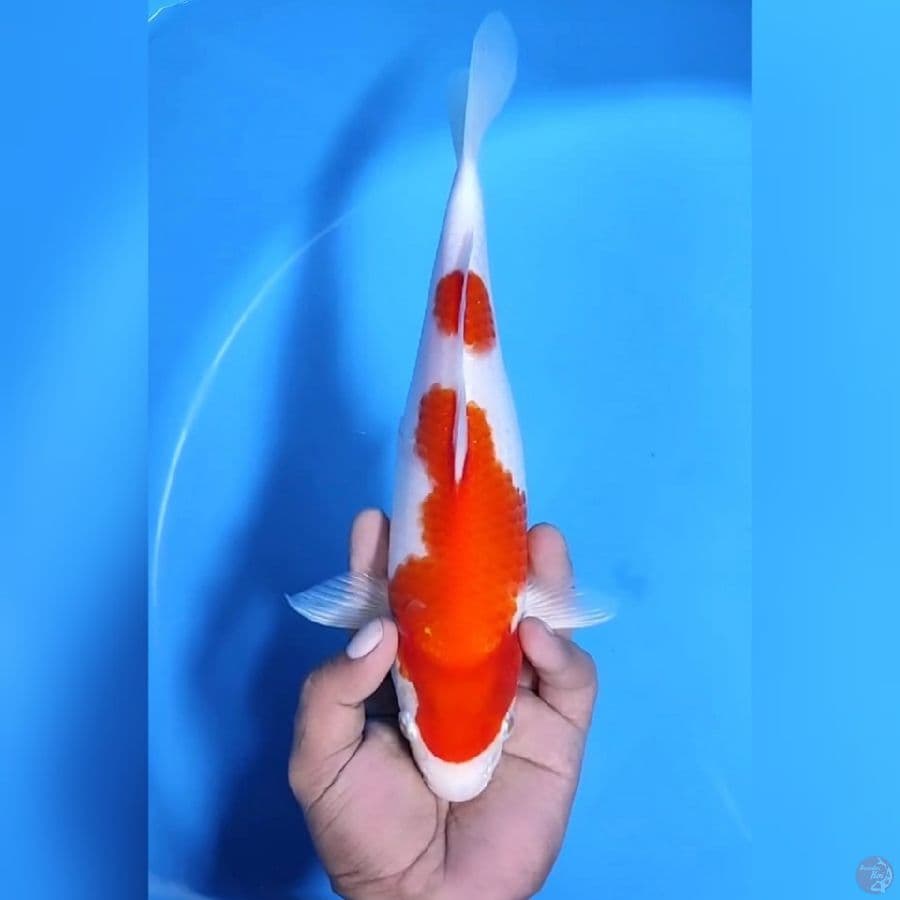KOHAKU HIKARI # 30CM - F