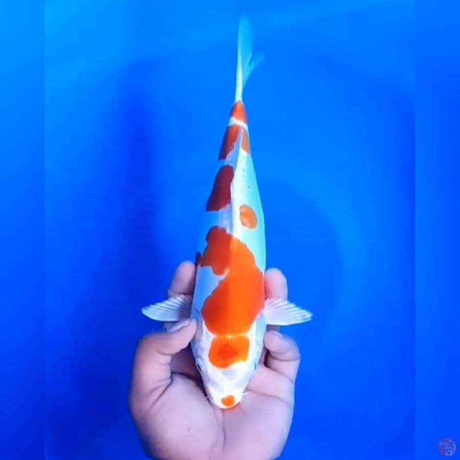 IKUSHUI # 28CM - F