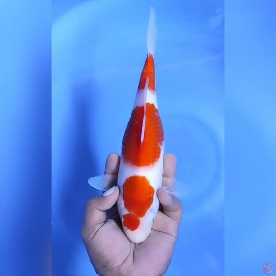 KOHAKU 3 STEEPS # 27CM - F