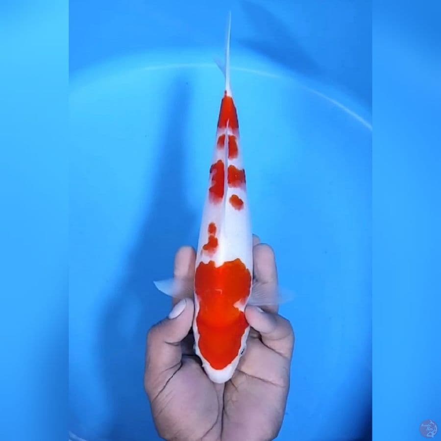 KOHAKU ORIGINAL # 27CM - F