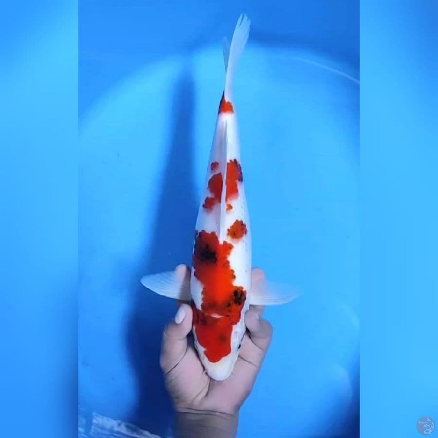 KOROMO SHOWA # 35CM - M