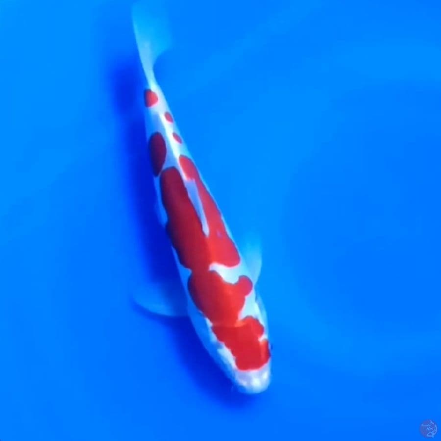 DOITSU KOHAKU # 24CM - M