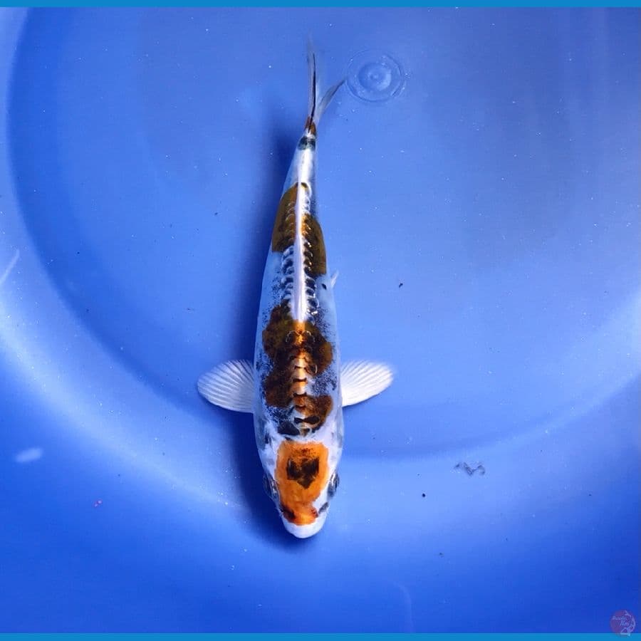 kikokuryu 14cm