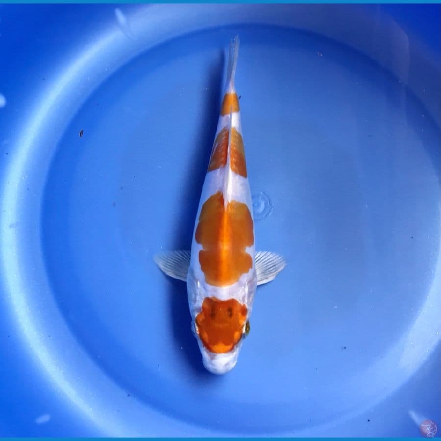 maruten kikushui 18cm