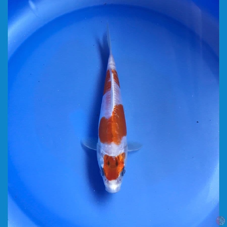 kikushui 15cm