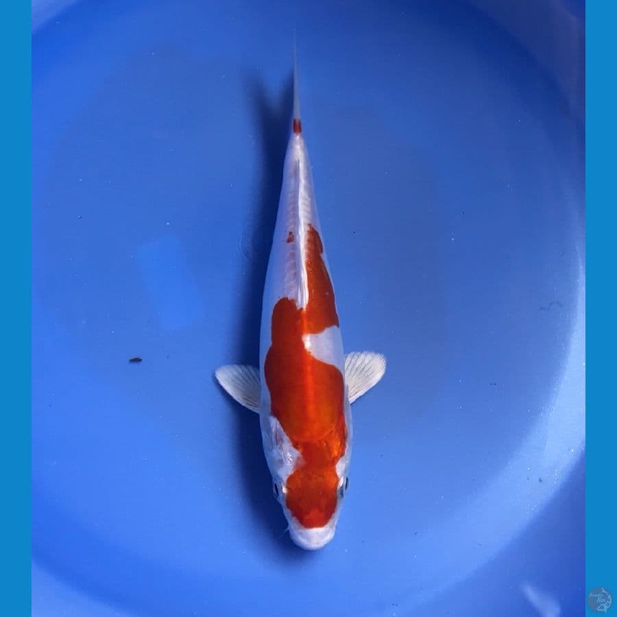 kikushui 15cm