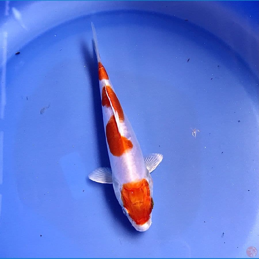 kikushui 15cm