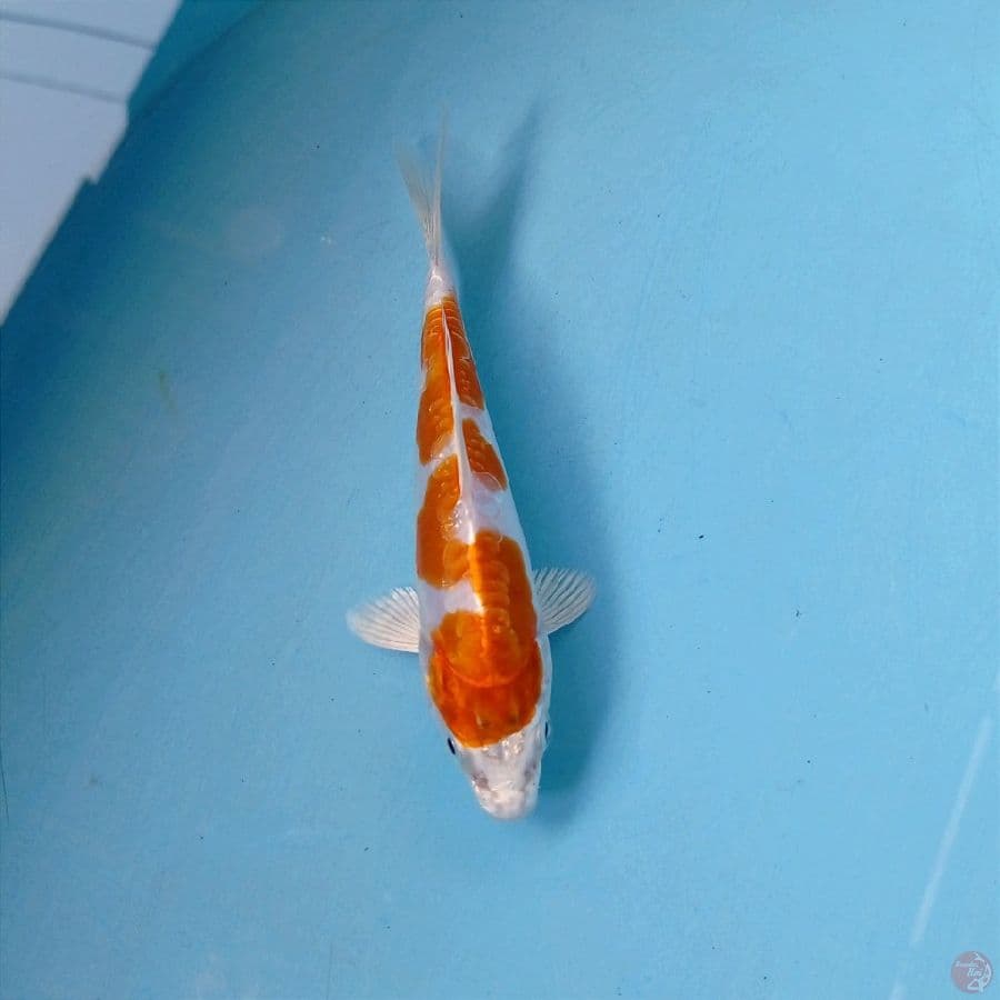 kikushui inazuma, 13 cm