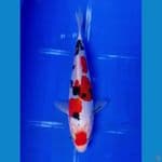 Doitsu Sanke SQ 18cm