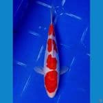 Doitsu Kohaku Bahan keeping 25cm
