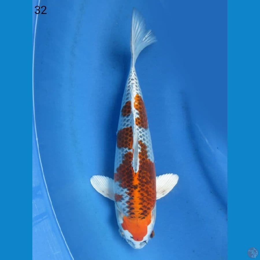 32cm - Kujaku male SQ 