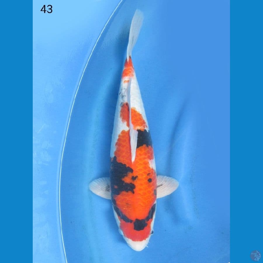 43cm - Super Showa Male 