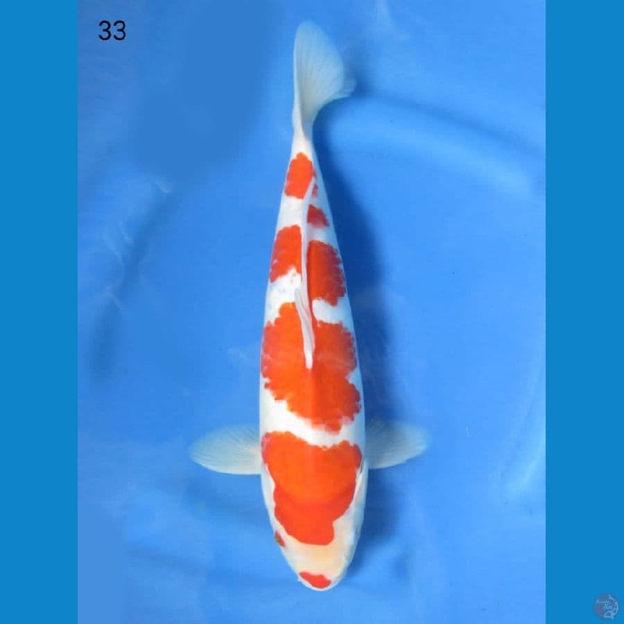 33cm - Kohaku HQ