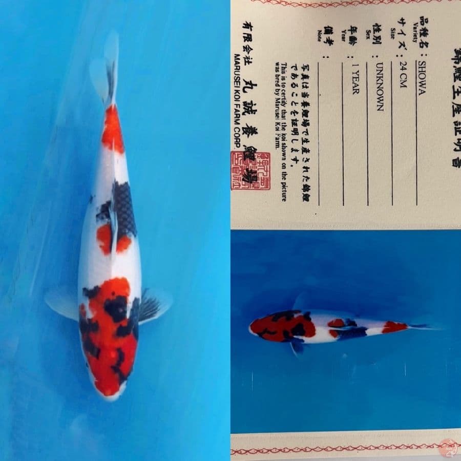 marusei showa 30cm