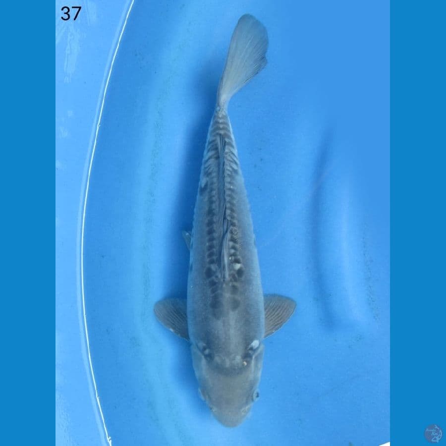 37cm - Soragoi doitsu langka , no bocor