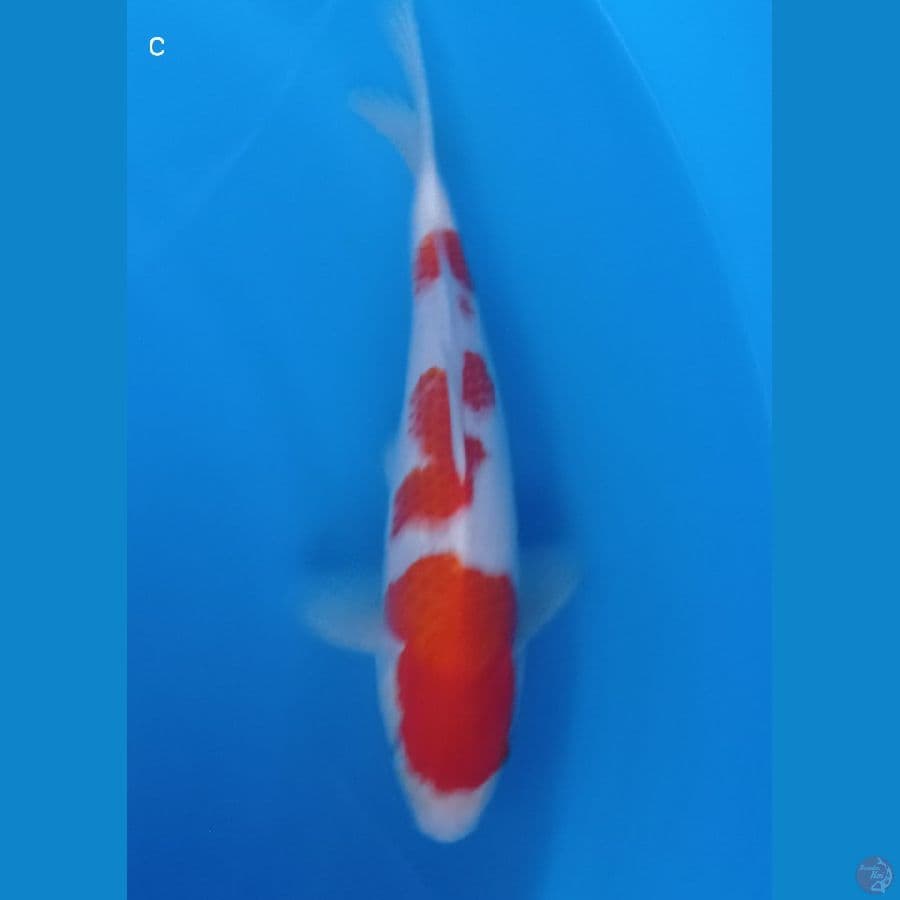 kohaku 28cm