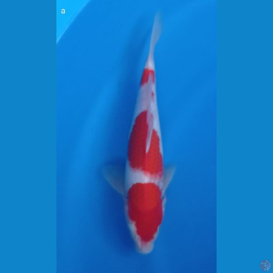 kohaku 27cm
