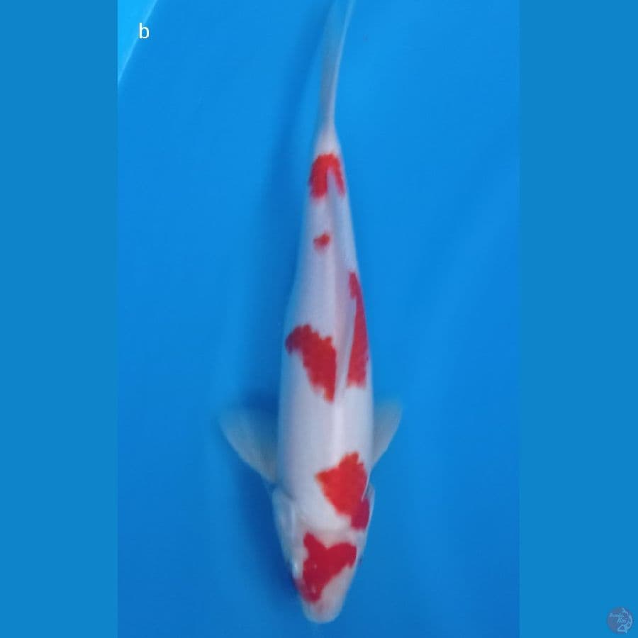 kohaku 27cm