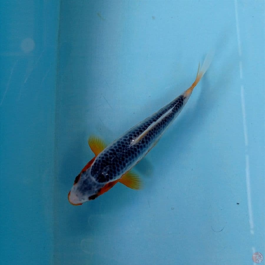 asagi, 16 cm