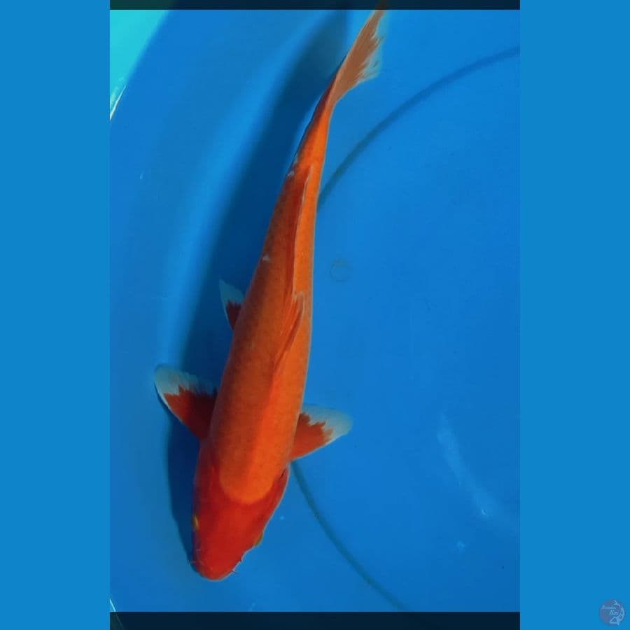 Aka Hajiro tembus 37 cm